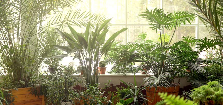 Estas 7 plantas de interior mantendrán tu casa fresca en verano